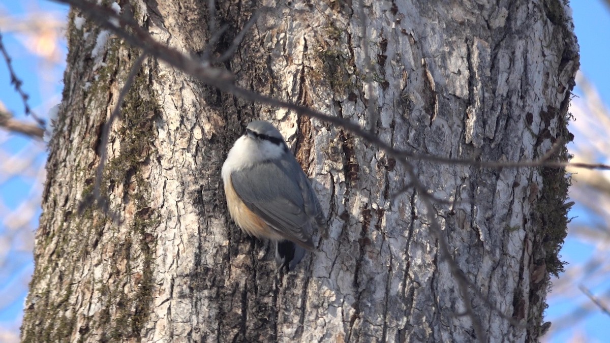 Eurasian Nuthatch (White-bellied) - ML628025858