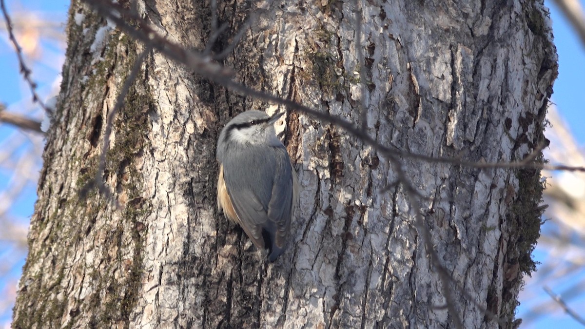 Eurasian Nuthatch (White-bellied) - ML628025859