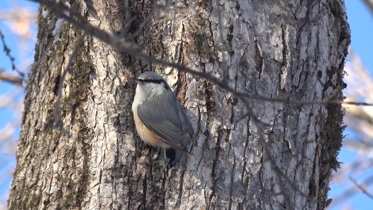 Eurasian Nuthatch (White-bellied) - ML628025860