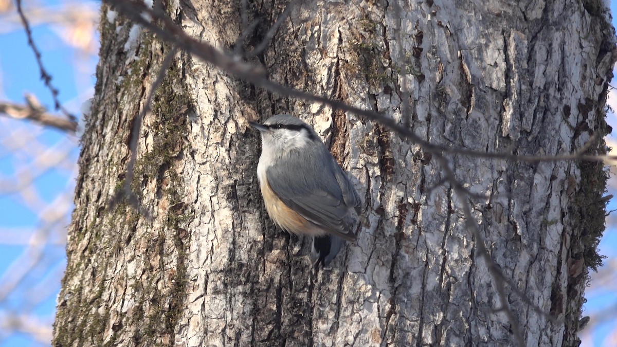 Eurasian Nuthatch (White-bellied) - ML628025861