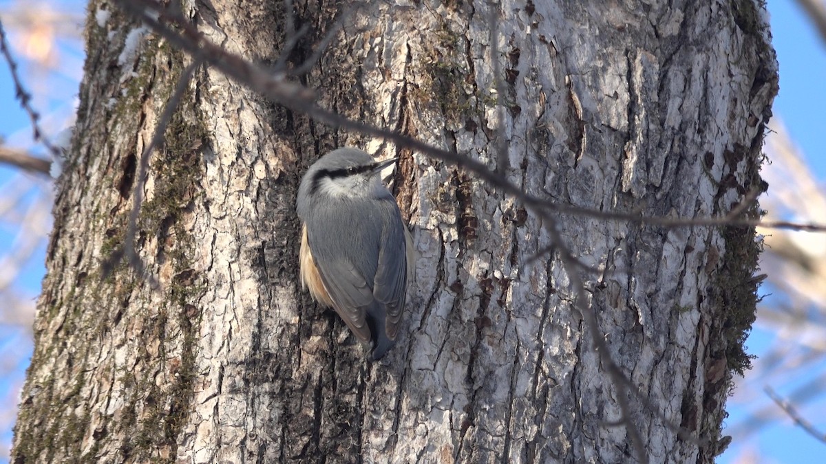 Eurasian Nuthatch (White-bellied) - ML628025862