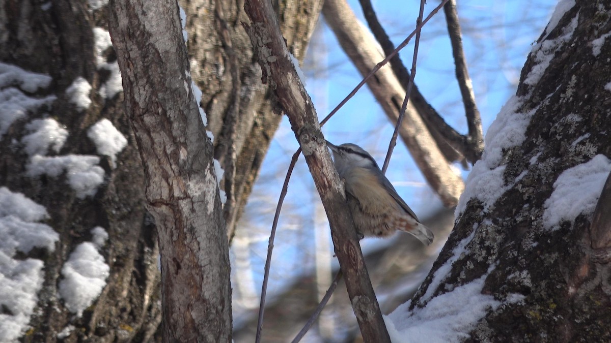 Eurasian Nuthatch (White-bellied) - ML628025866