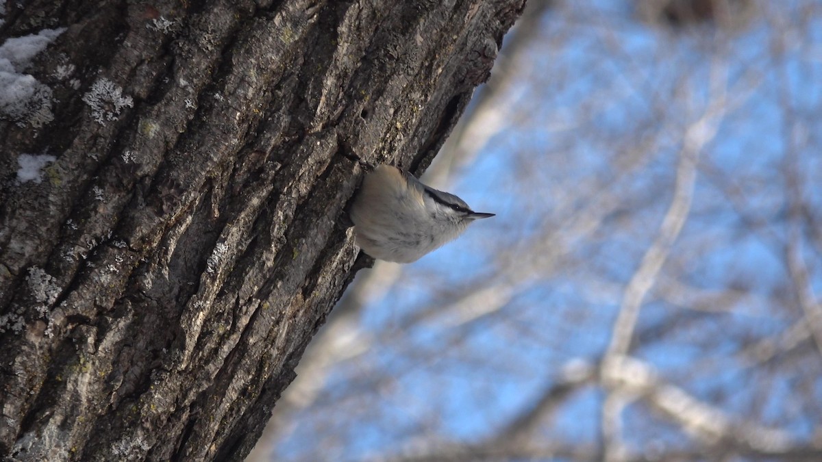 Eurasian Nuthatch (White-bellied) - ML628025867