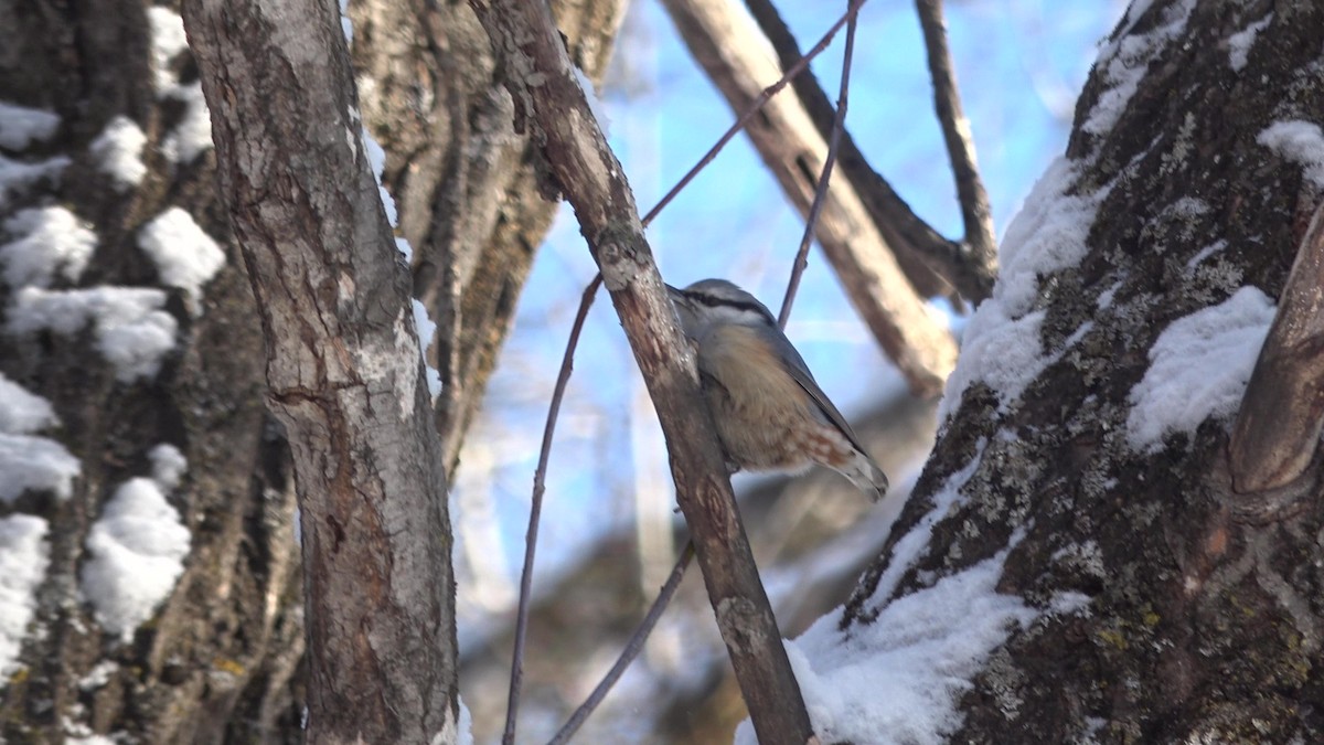 Eurasian Nuthatch (White-bellied) - ML628025868