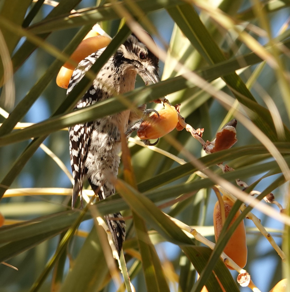 Ladder-backed Woodpecker - ML628025894