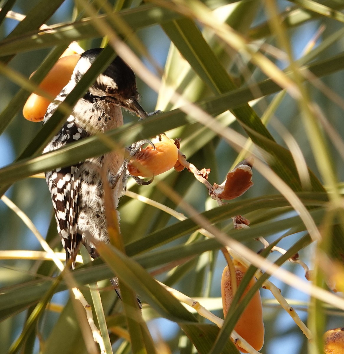 Ladder-backed Woodpecker - ML628025895