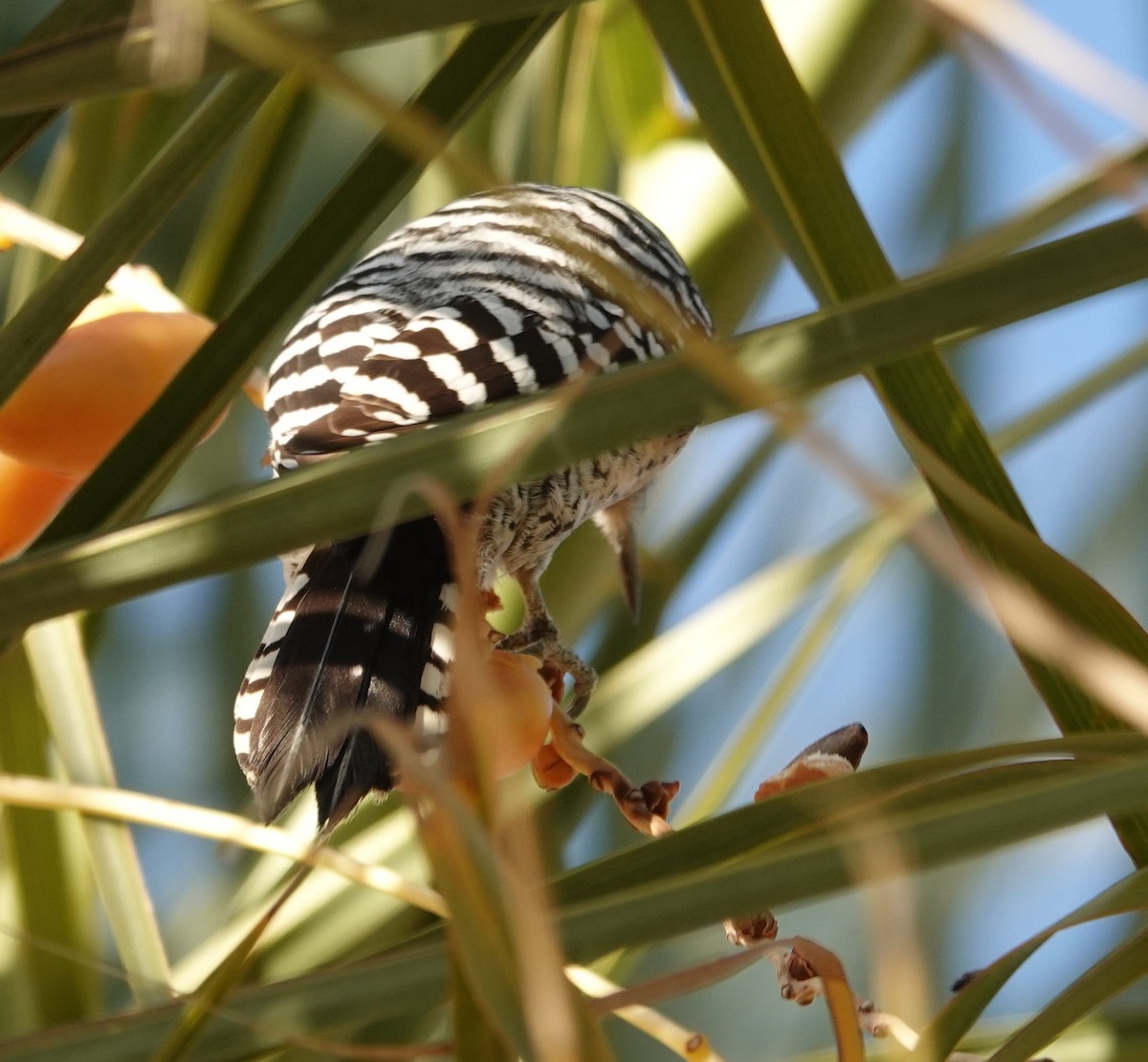 Ladder-backed Woodpecker - ML628025896