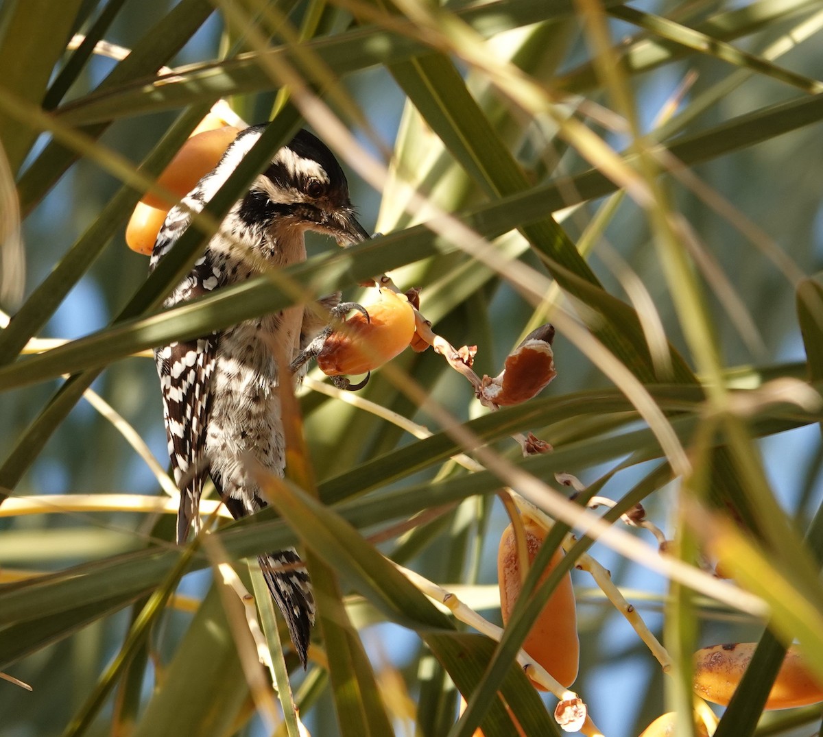 Ladder-backed Woodpecker - ML628025897