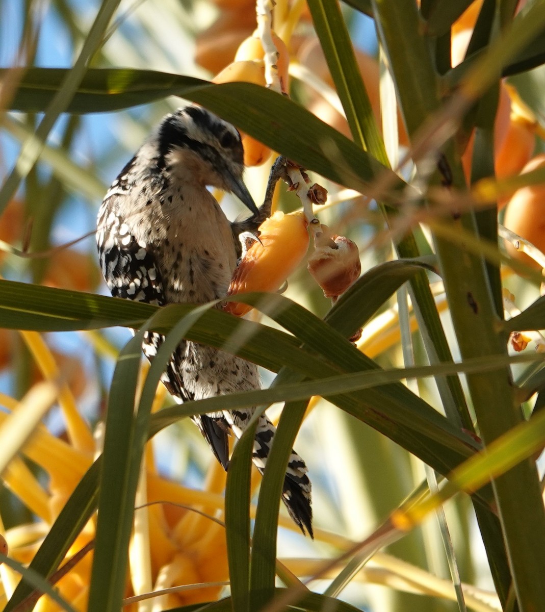 Ladder-backed Woodpecker - ML628025898