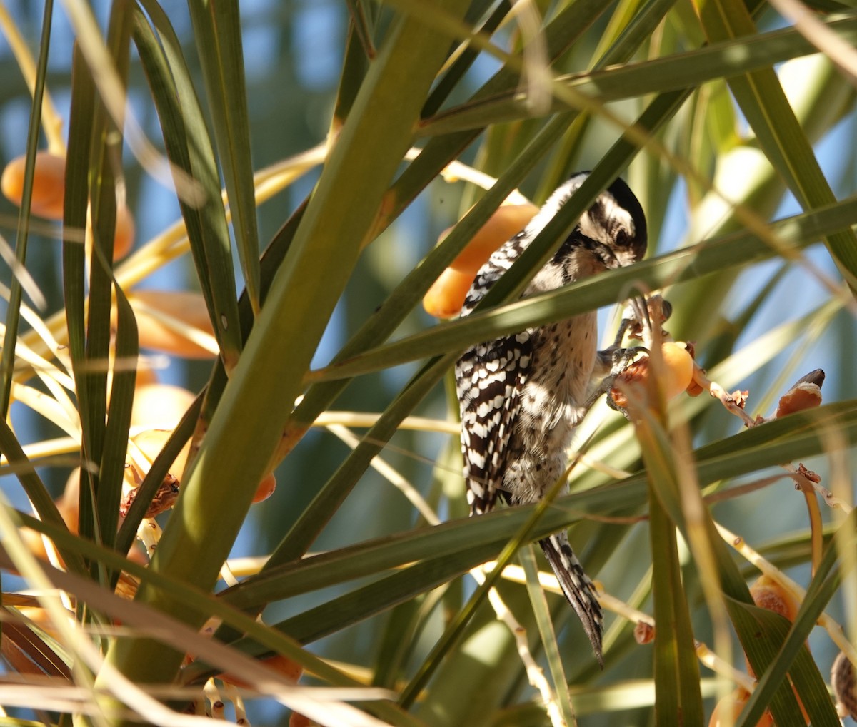 Ladder-backed Woodpecker - ML628025900