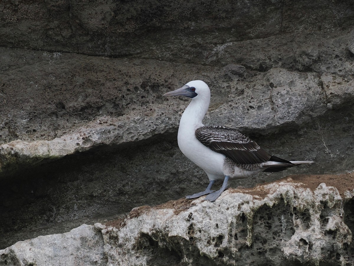 Peruvian Booby - ML628025908