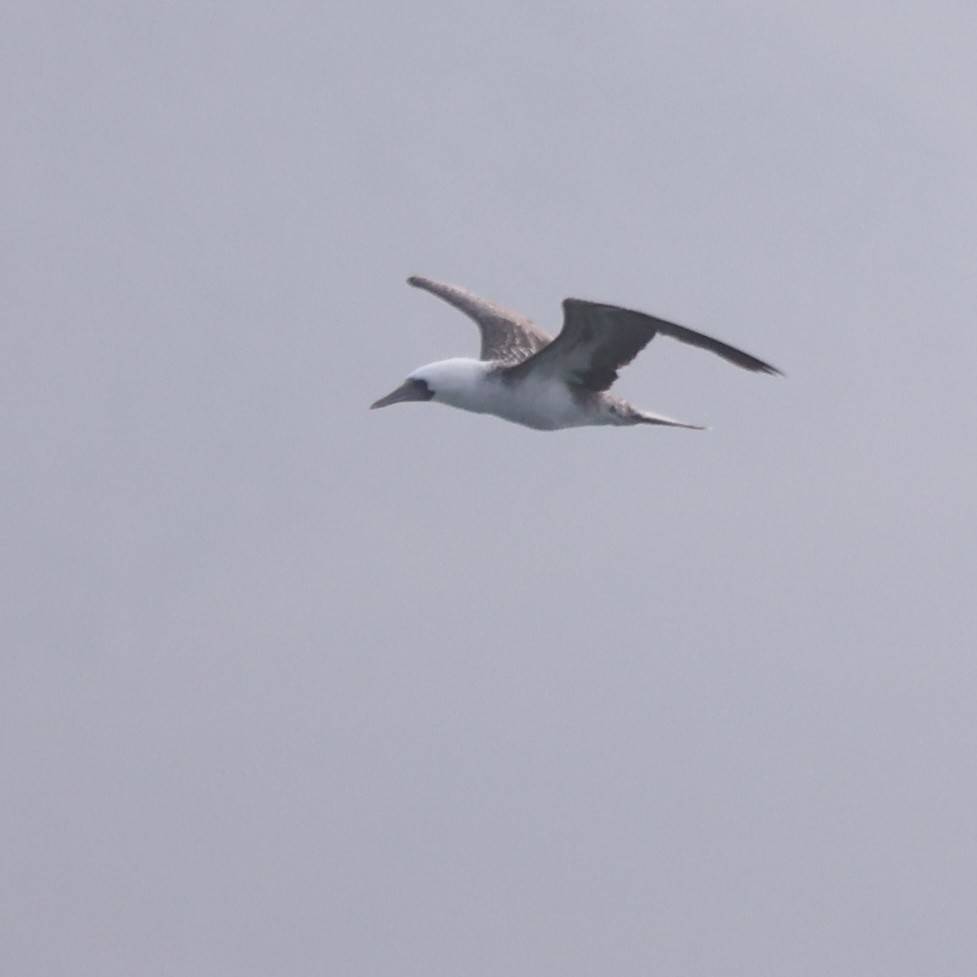 Peruvian Booby - ML628025909