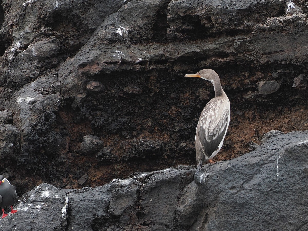 Red-legged Cormorant - ML628025922