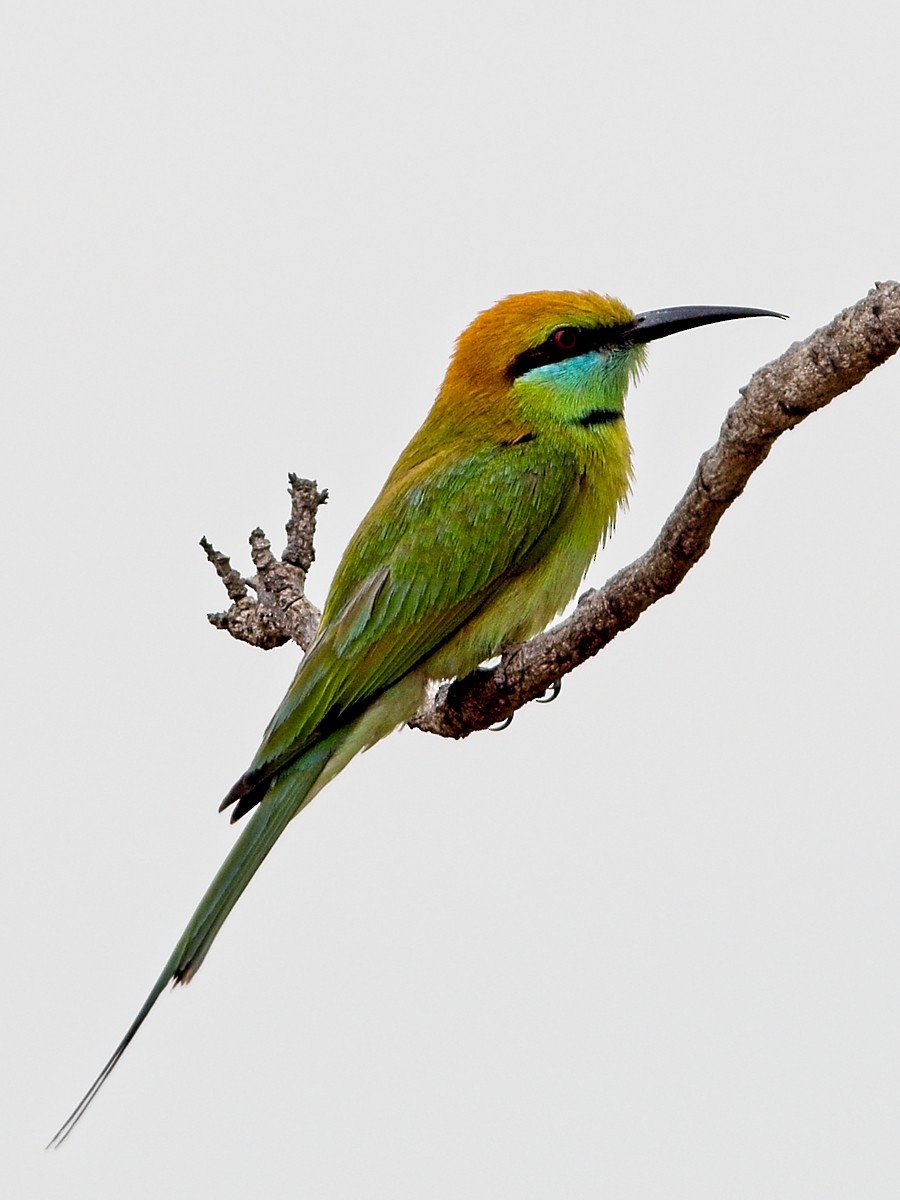 Asian Green Bee-eater - ML628025955