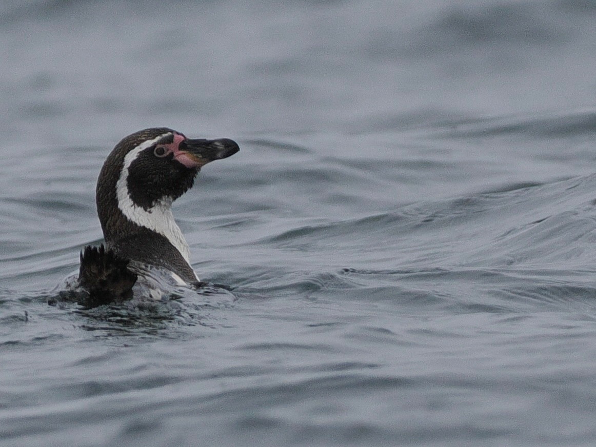 Humboldt Penguin - ML628025970