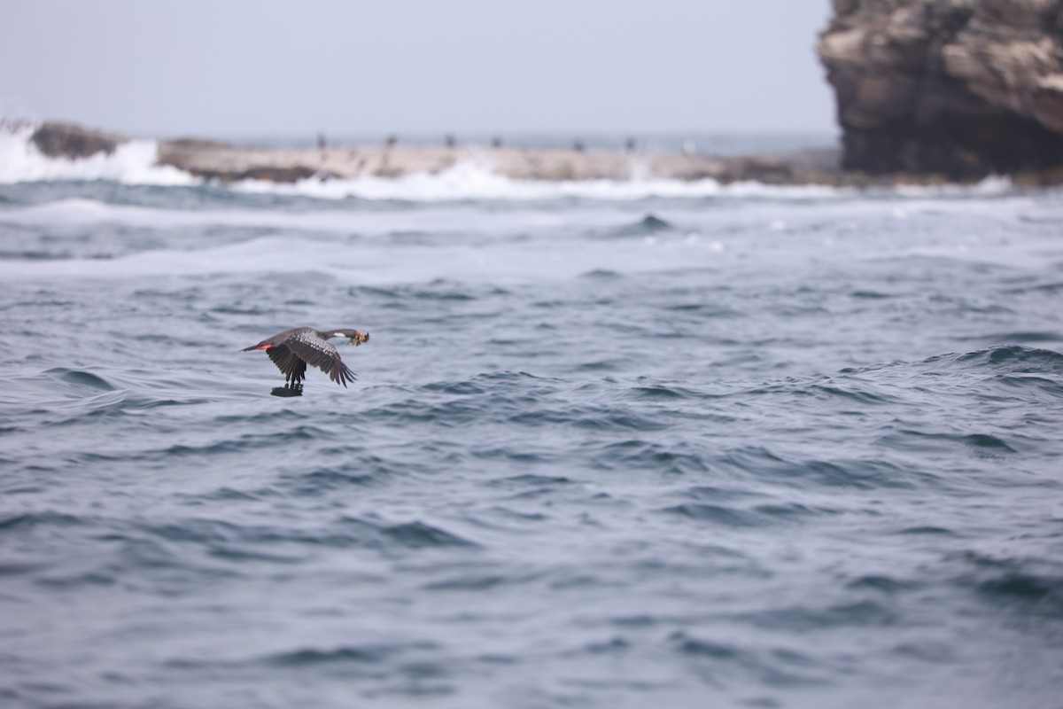 Red-legged Cormorant - ML628025972