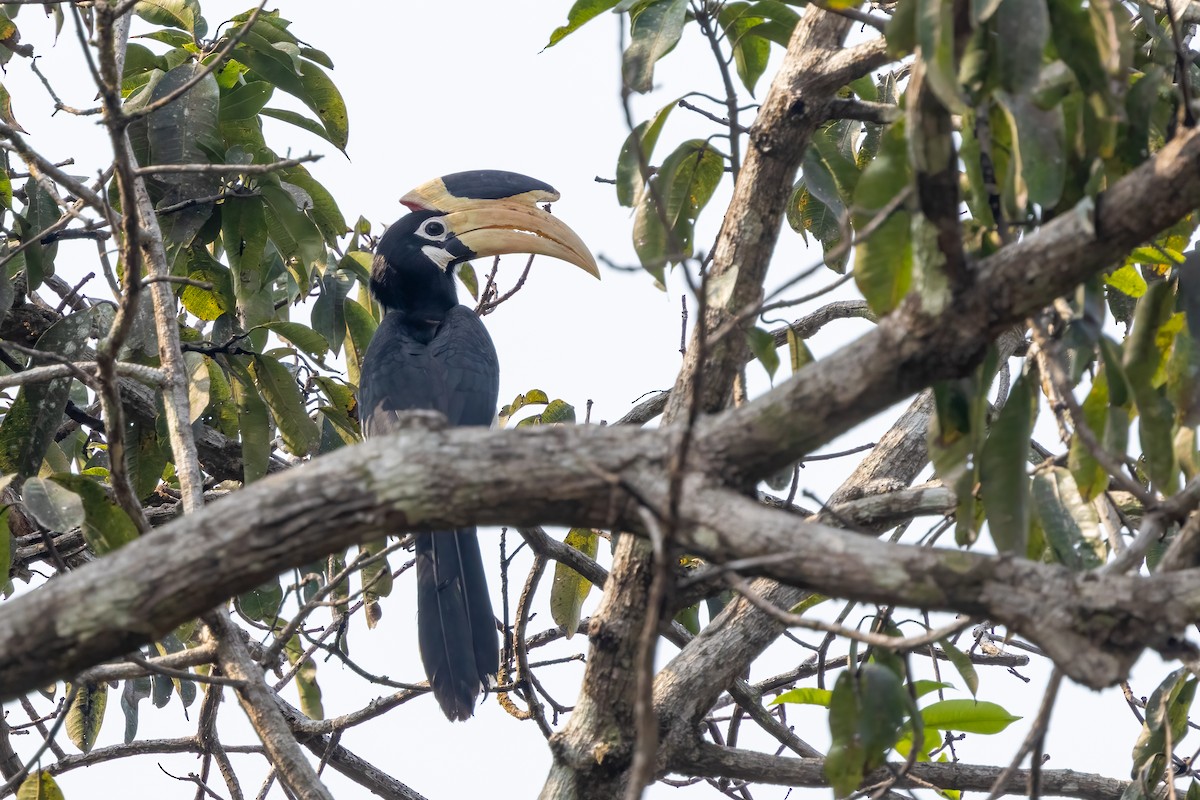 Malabar Pied-Hornbill - ML628025988