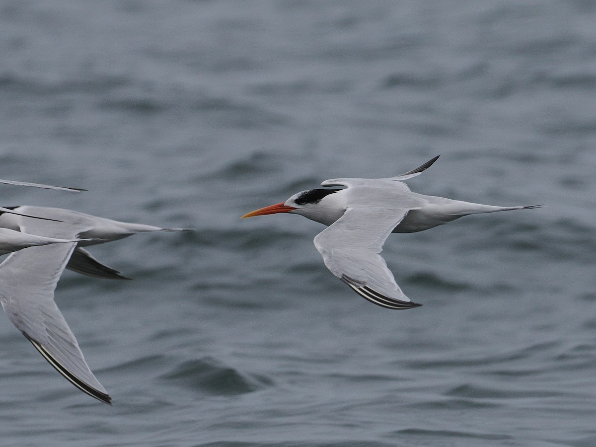 Elegant Tern - ML628026009