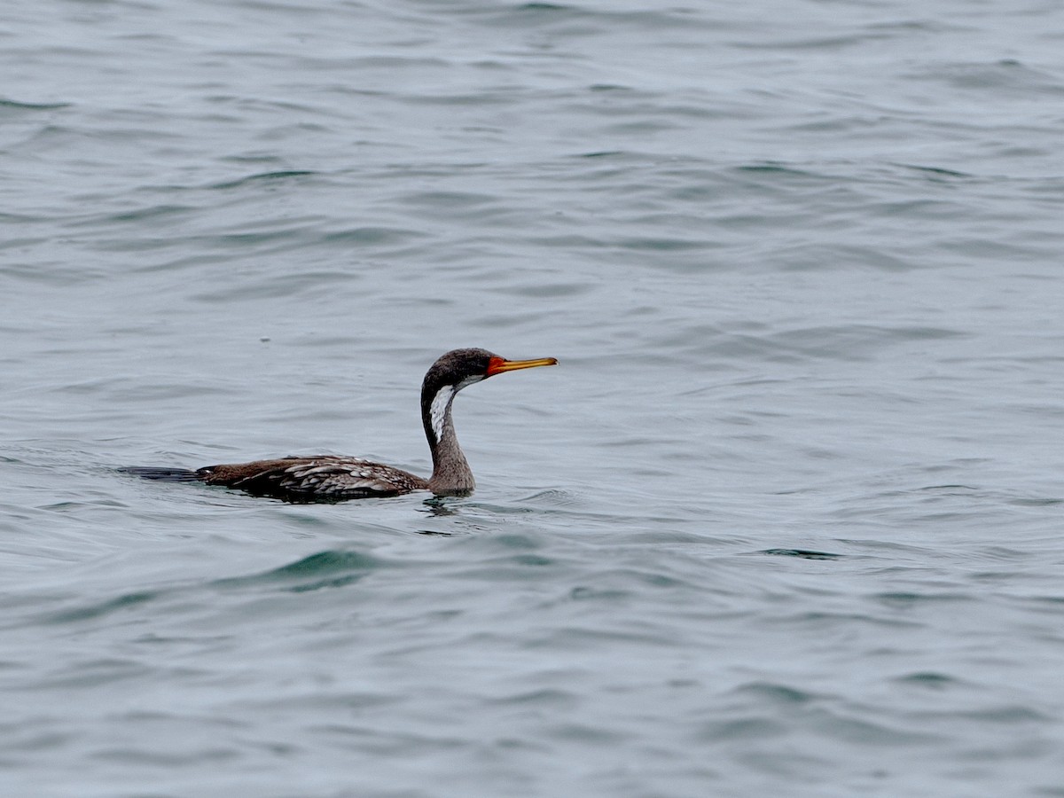 Red-legged Cormorant - ML628026028