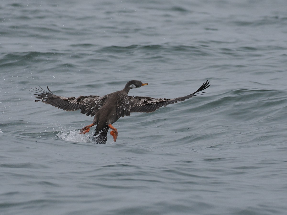 Red-legged Cormorant - ML628026029