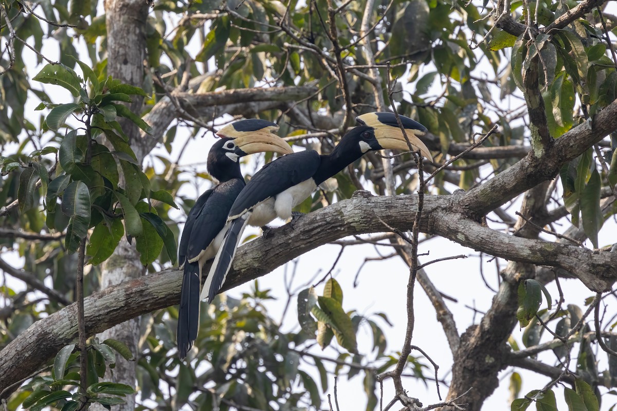 Malabar Pied-Hornbill - ML628026037