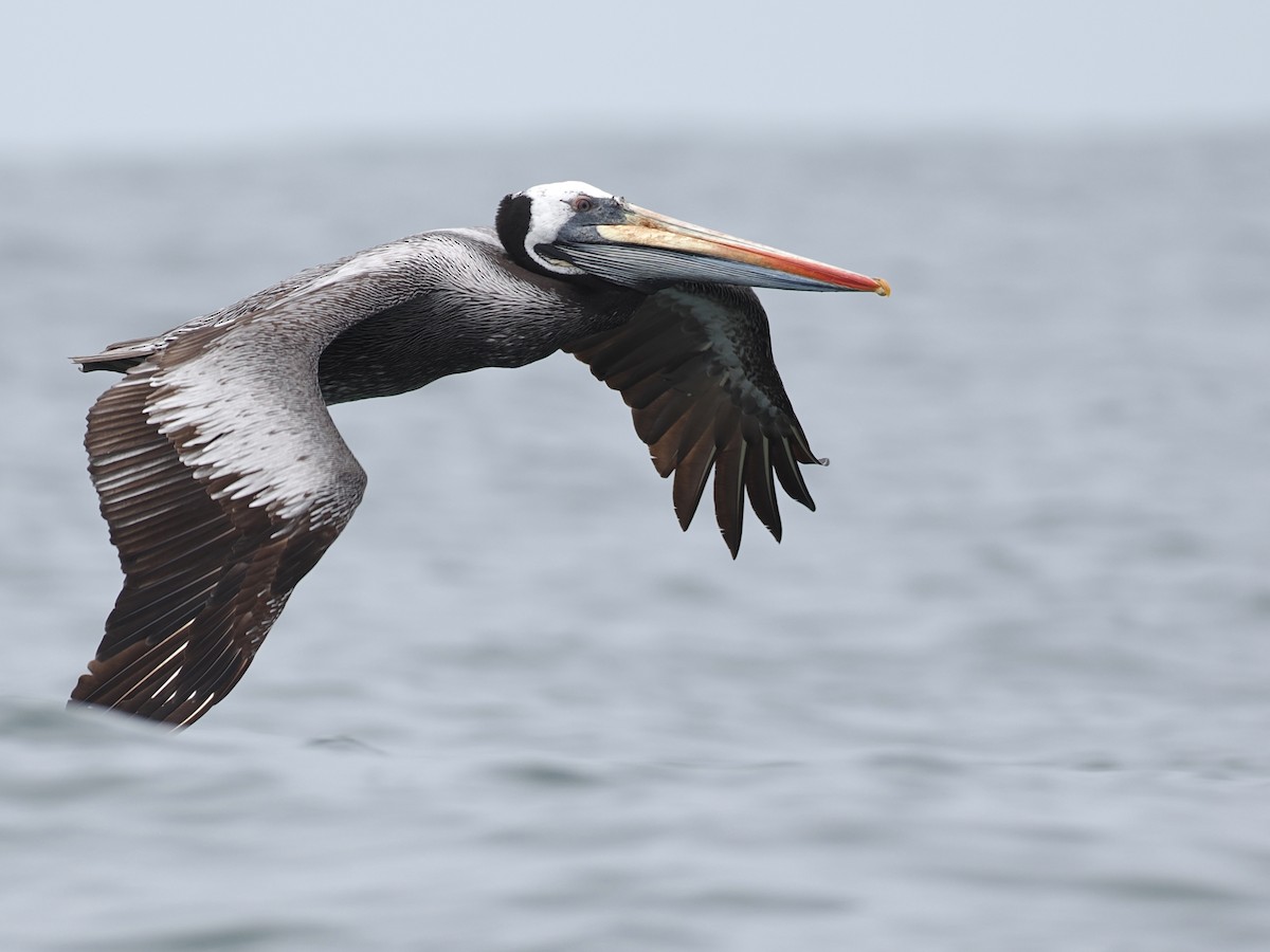 Peruvian Pelican - ML628026040