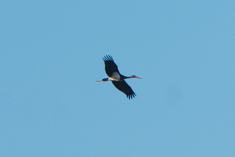 Black Stork - ML628026041