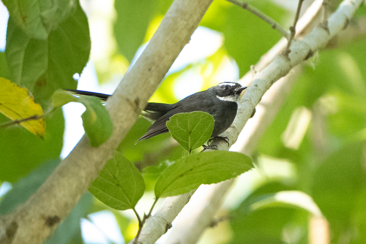 White-throated Fantail - ML628026045