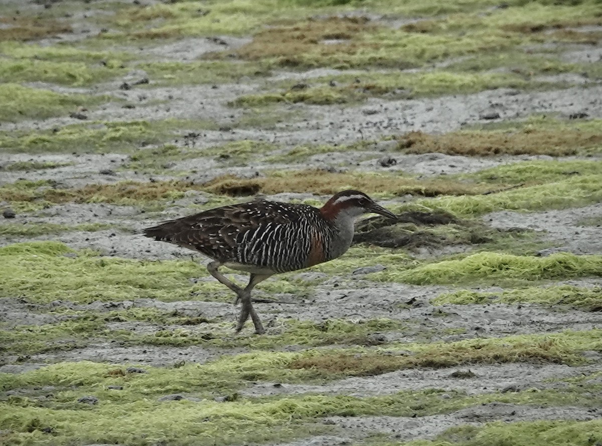 Buff-banded Rail - ML628026046