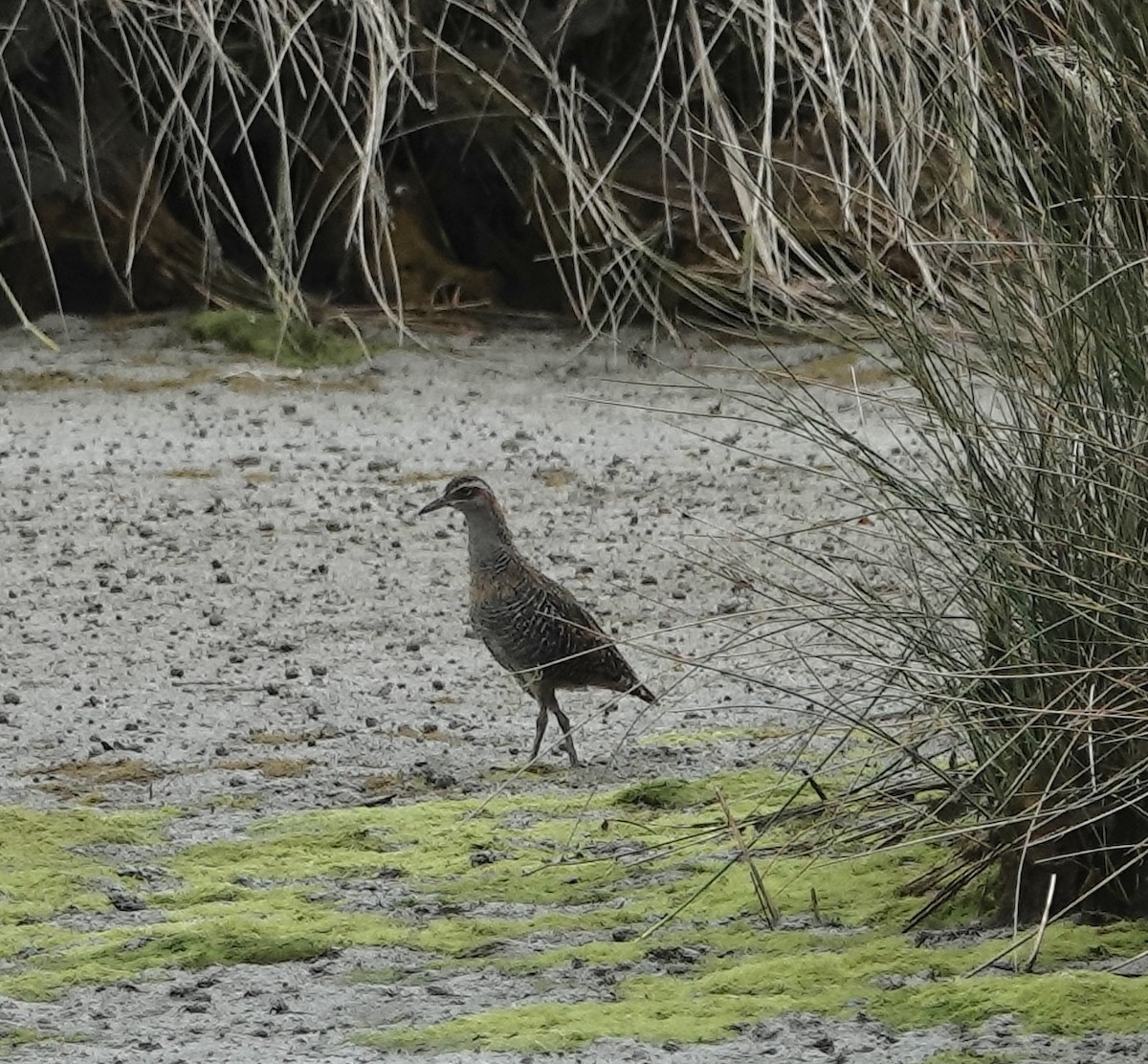 Buff-banded Rail - ML628026047