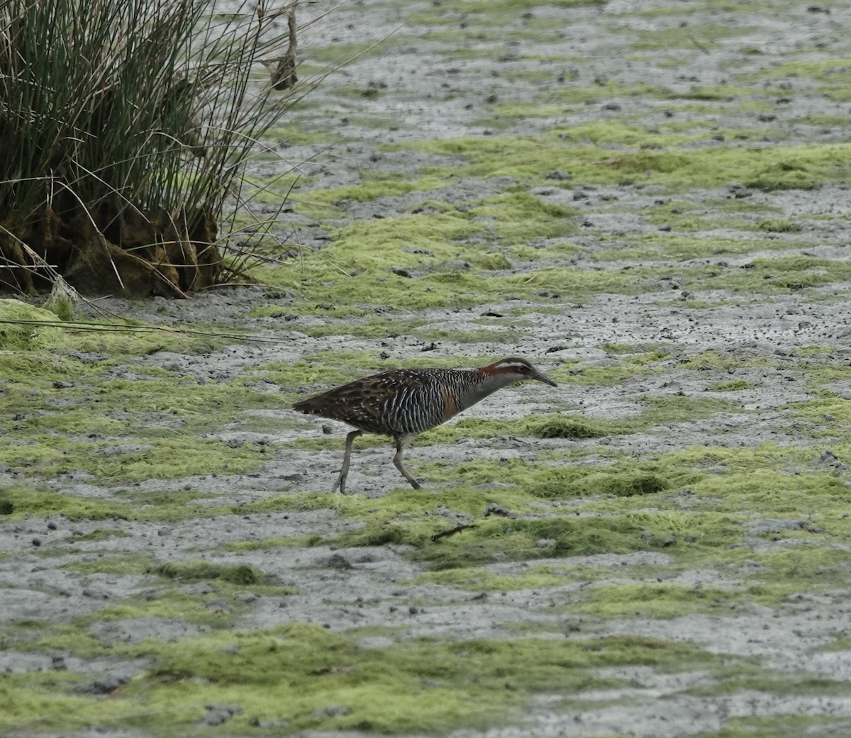 Buff-banded Rail - ML628026048
