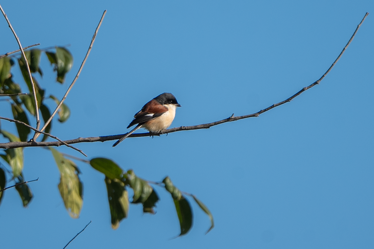 Burmese Shrike - ML628026049