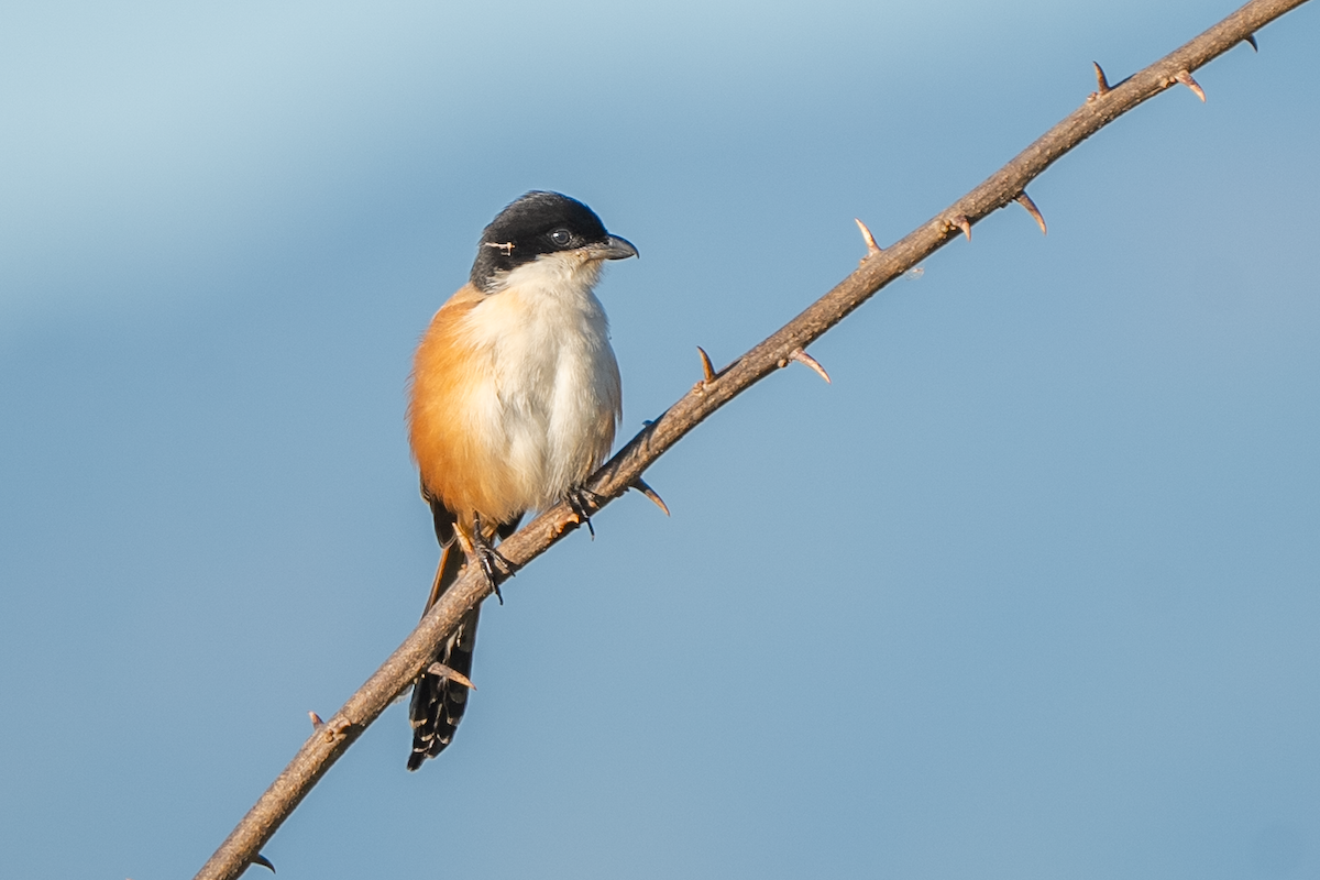 Long-tailed Shrike - ML628026050