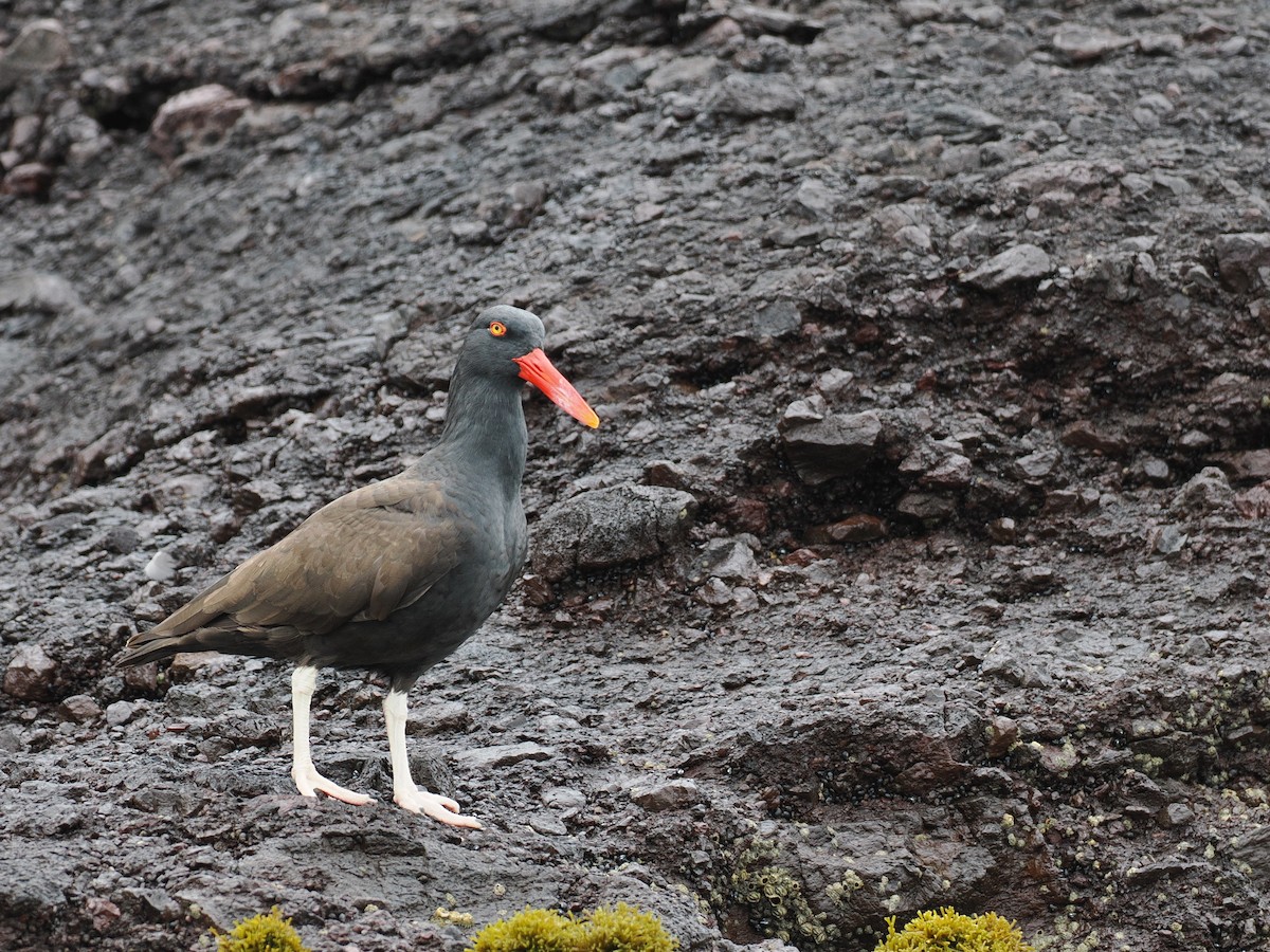 Blackish Oystercatcher - ML628026051