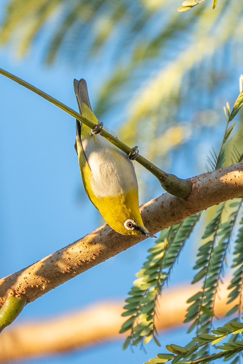 Indian White-eye - ML628026053