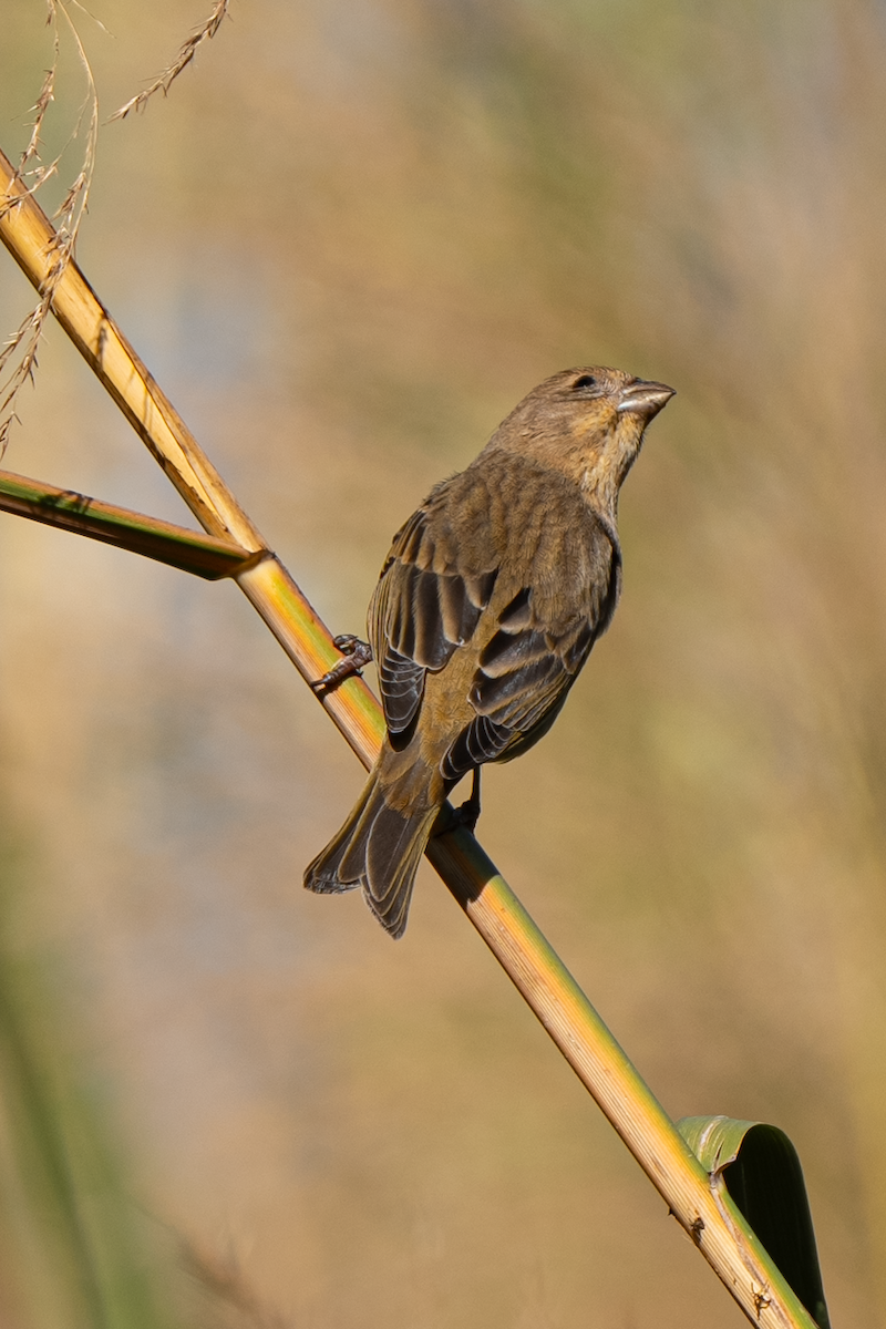 Common Rosefinch - ML628026055