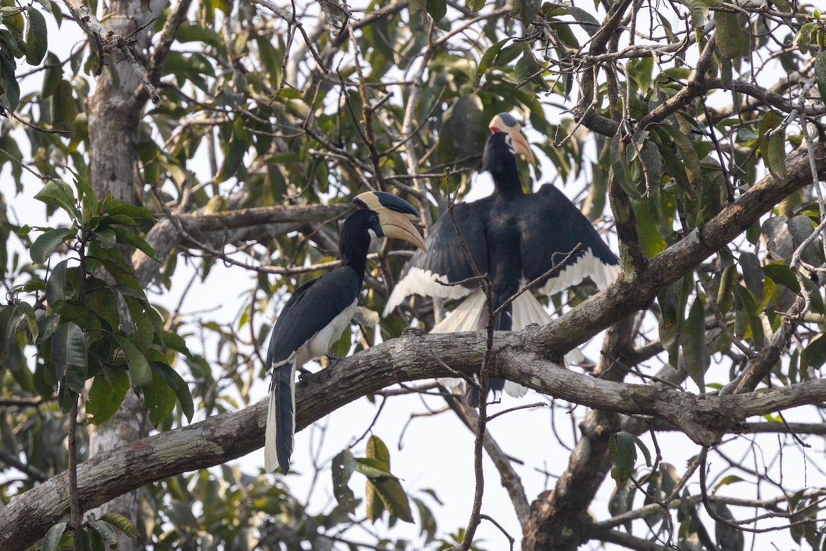 Malabar Pied-Hornbill - ML628026057