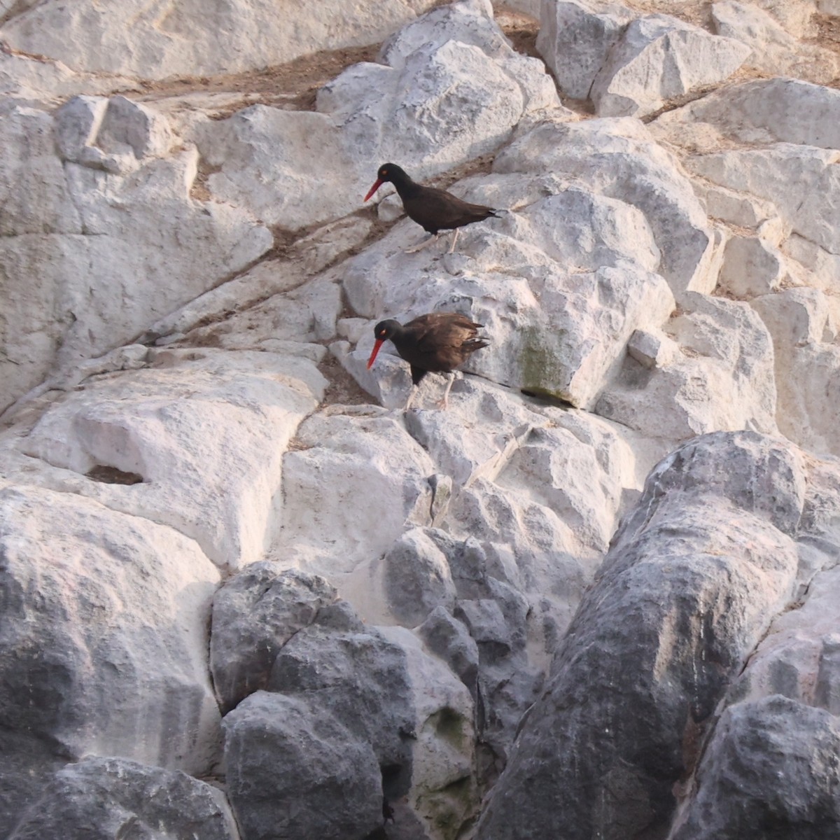 Blackish Oystercatcher - ML628026062