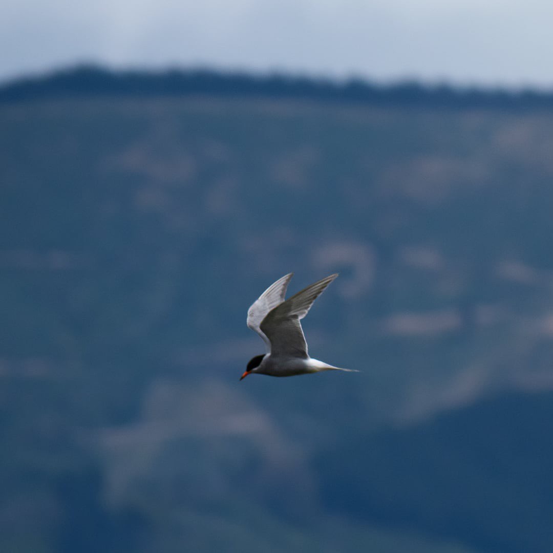 Black-fronted Tern - ML628026067