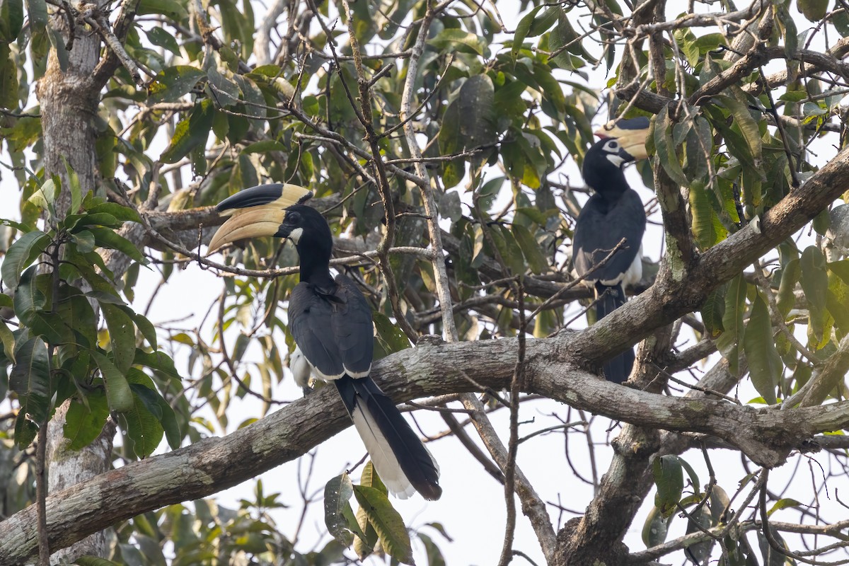 Malabar Pied-Hornbill - ML628026073