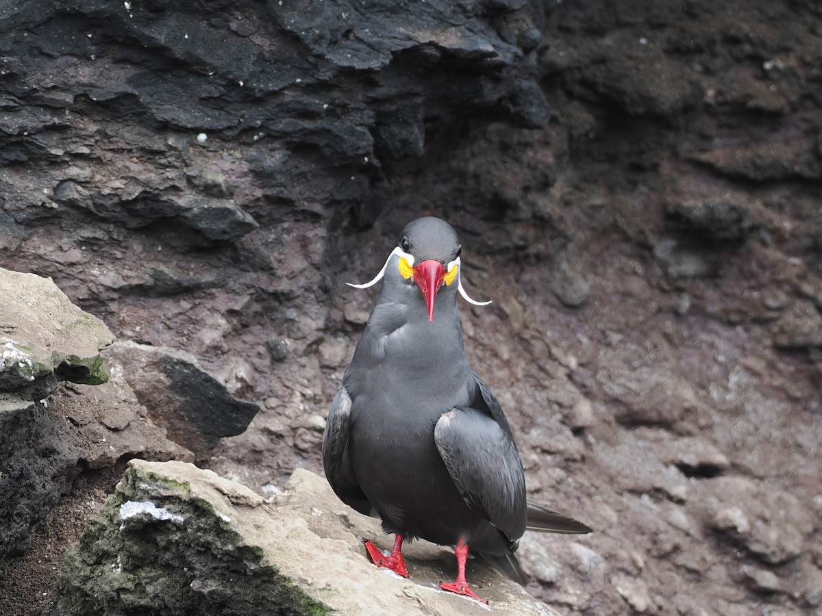 Inca Tern - ML628026076