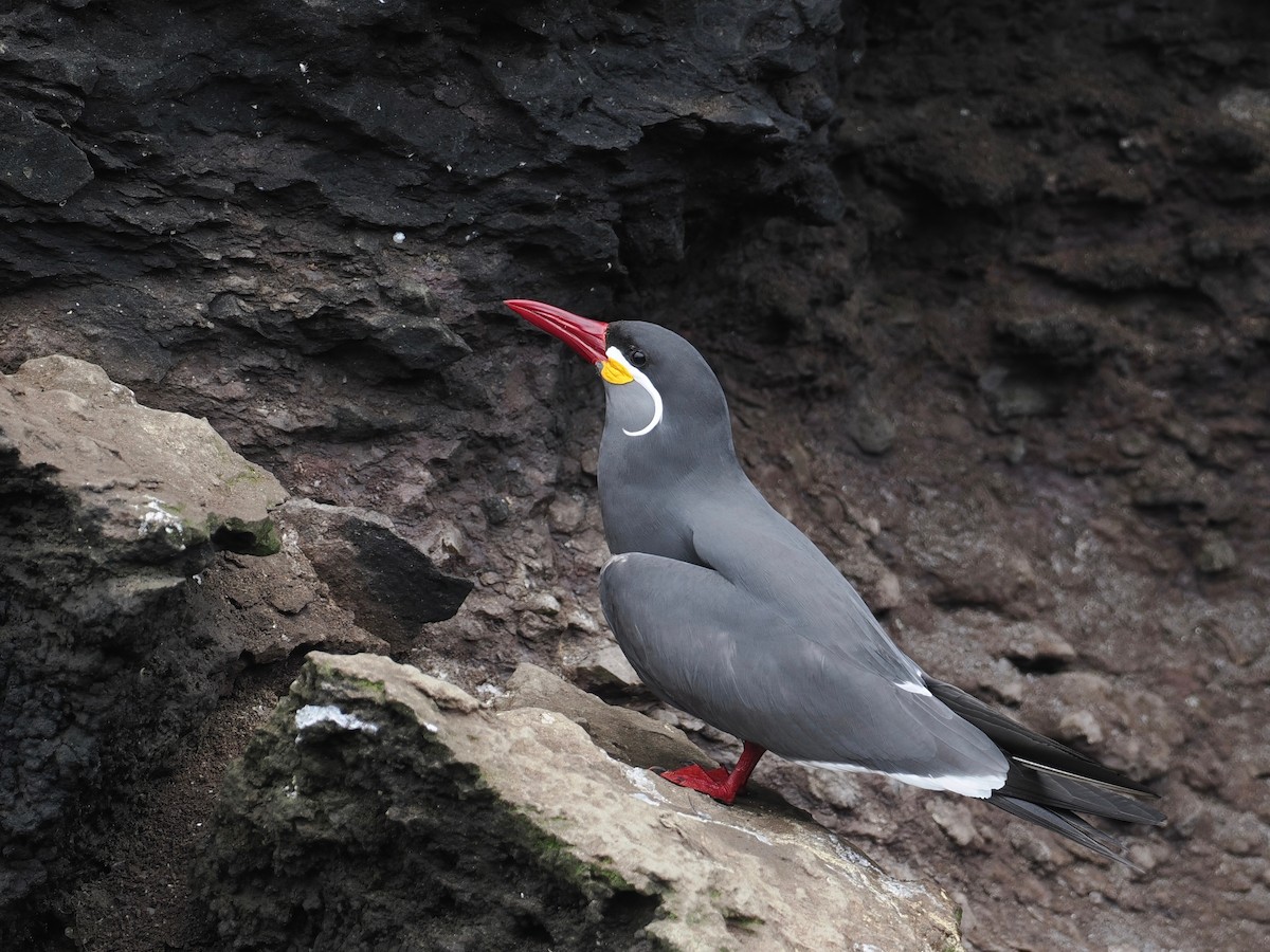 Inca Tern - ML628026077