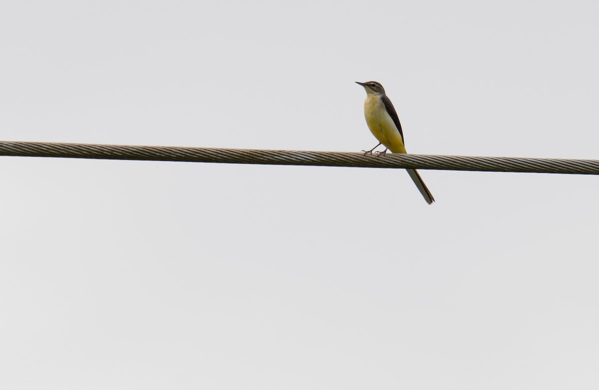 Gray Wagtail - ML628026083