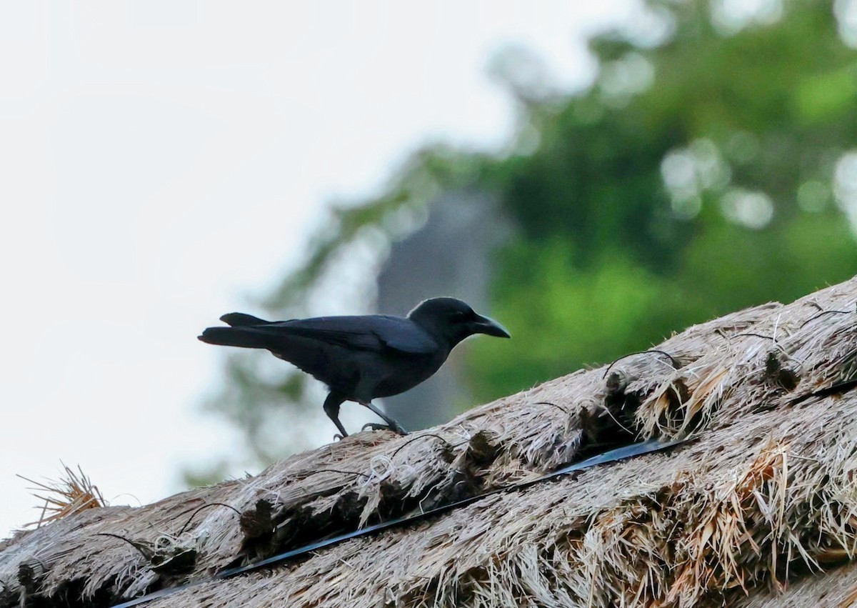 Palawan Crow - ML628026089