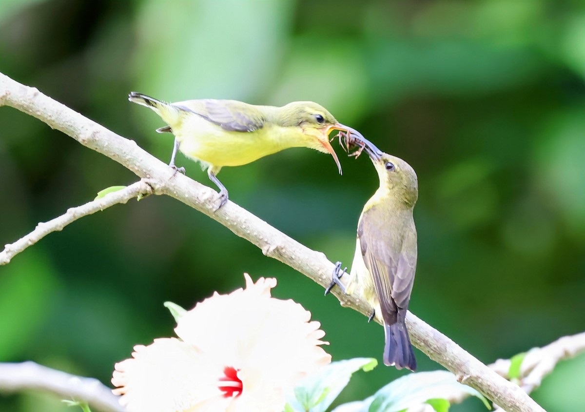 Palawan Sunbird - ML628026094