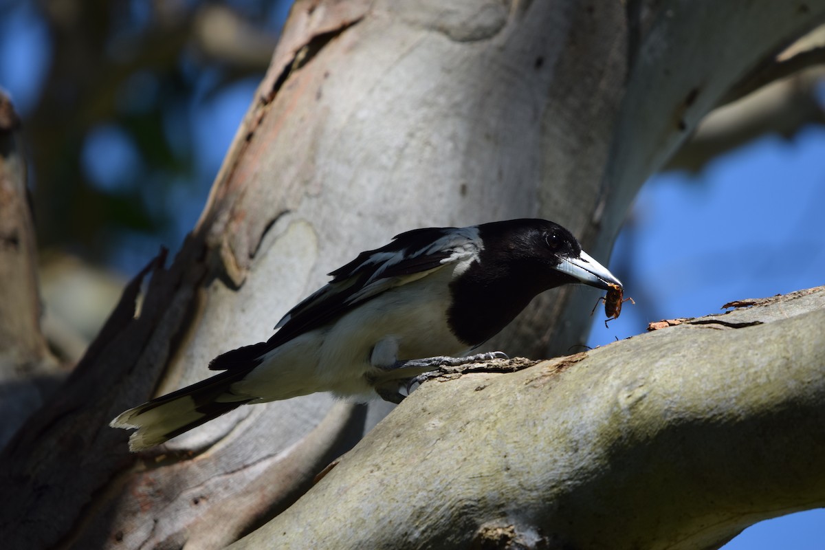 Pied Butcherbird - ML628026227