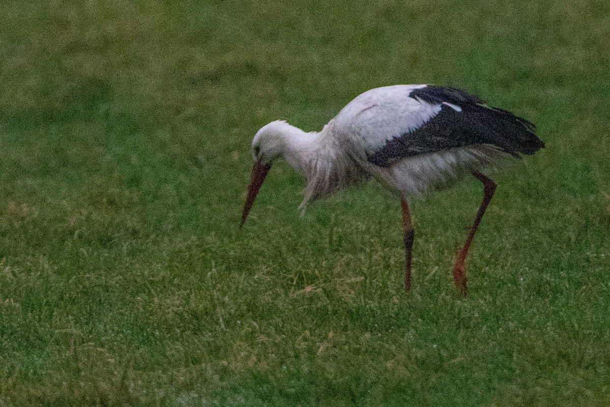 White Stork - ML628026278