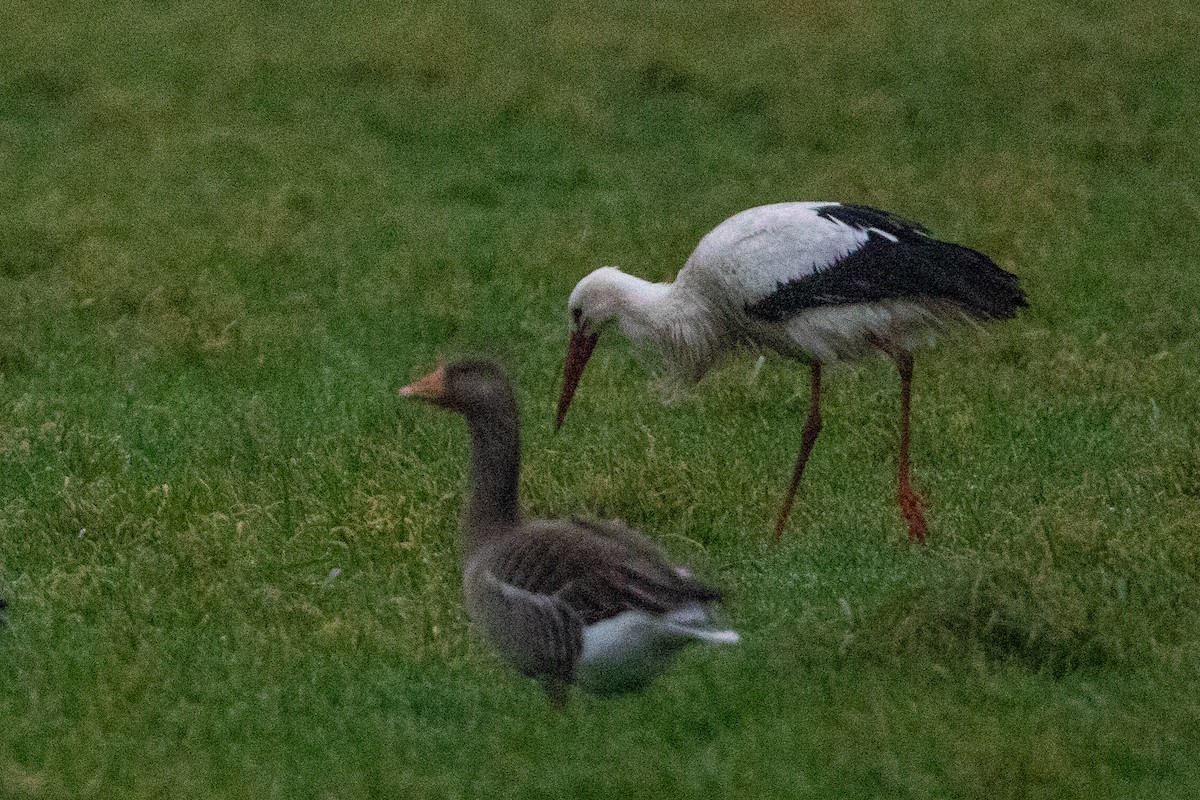 White Stork - ML628026279