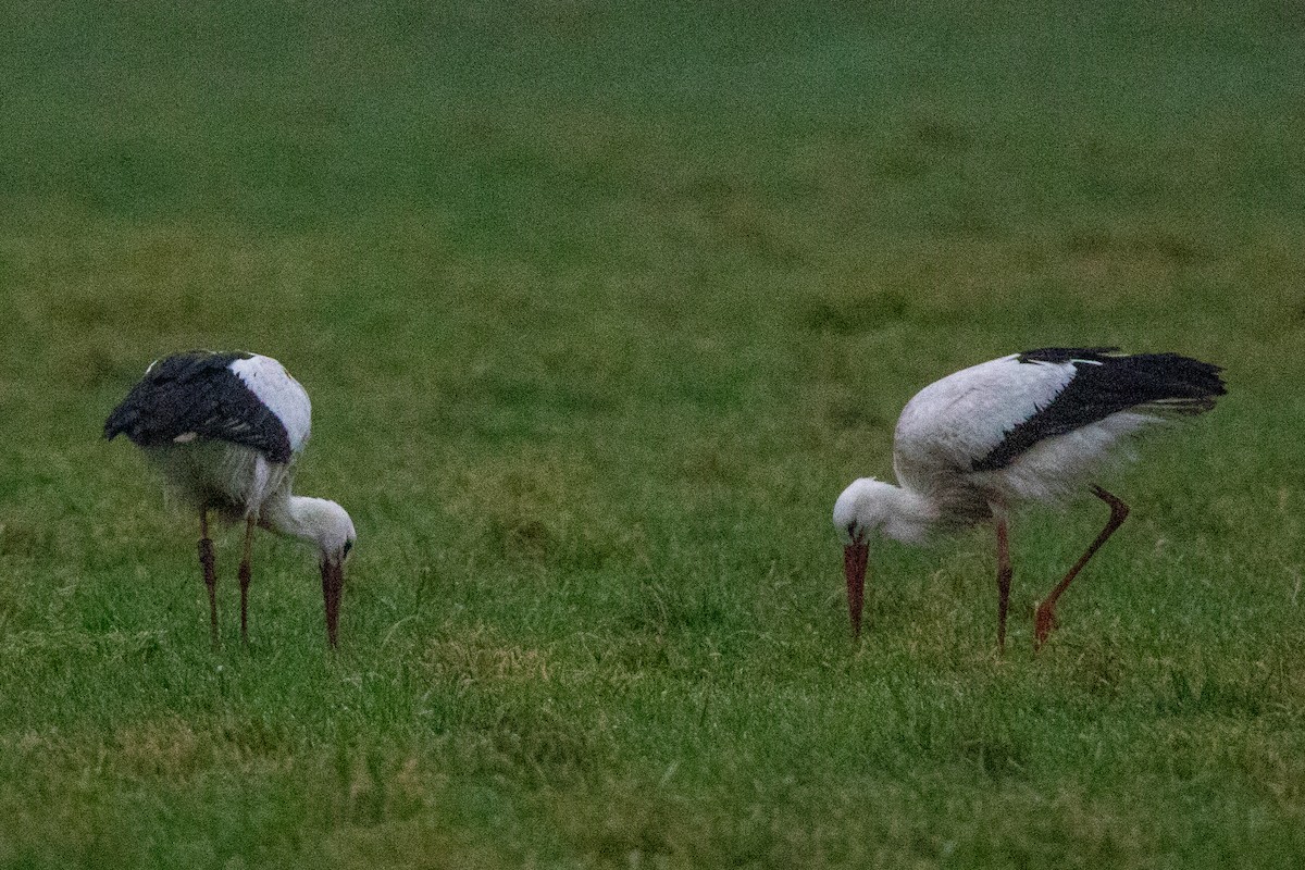 White Stork - ML628026280