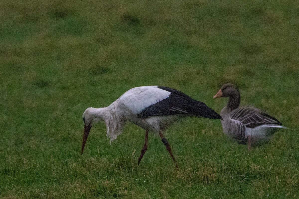 White Stork - ML628026281